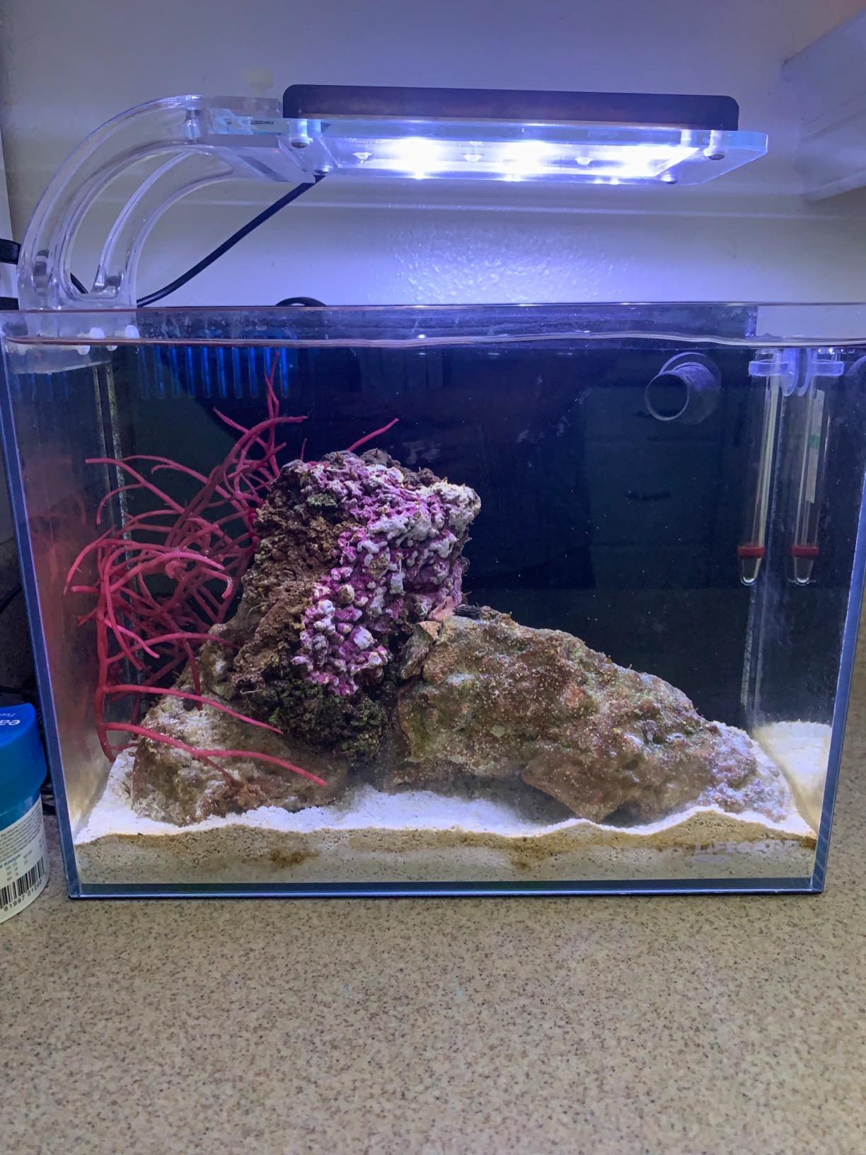 LIFEGARD Low Iron Ultra Clear 4 Gallon Crystal Aquarium with Built in Back Filter with High Polish Filter Sock – 45° Beveled Edge, Rimless Glass, Rectangular Style with Directional Jet Flow customer photo 2