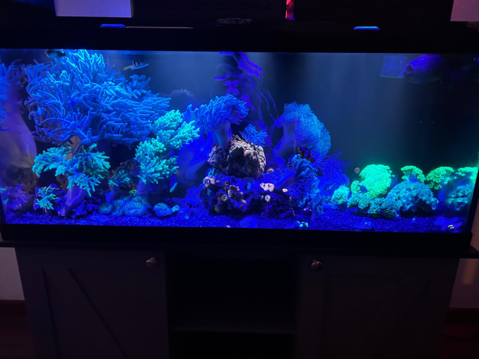 Coralife Biocube Protein Skimmer, Aquarium Skimmer customer photo 2