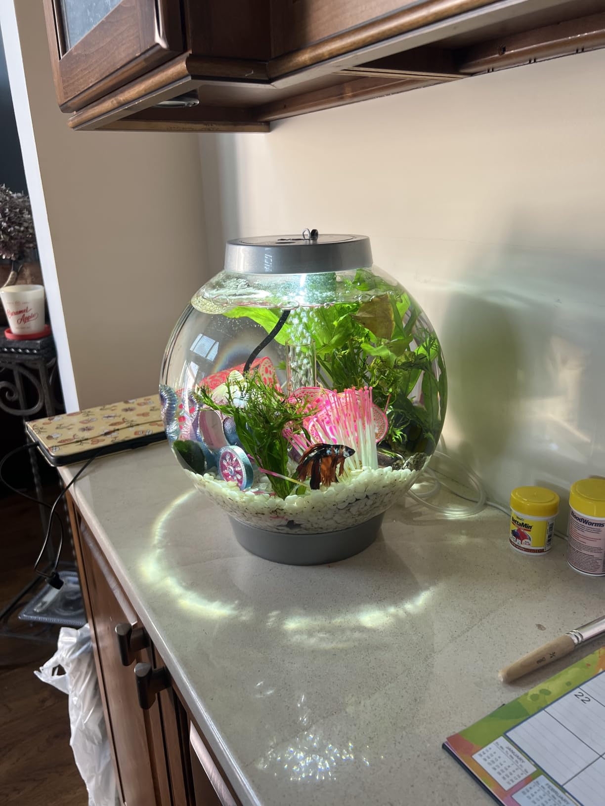 biOrb Classic 15 Acrylic 4-Gallon Aquarium with White LED Lights Modern Compact Tank for Tabletop or Desktop Display, Black-Trimmed Tank customer photo 2
