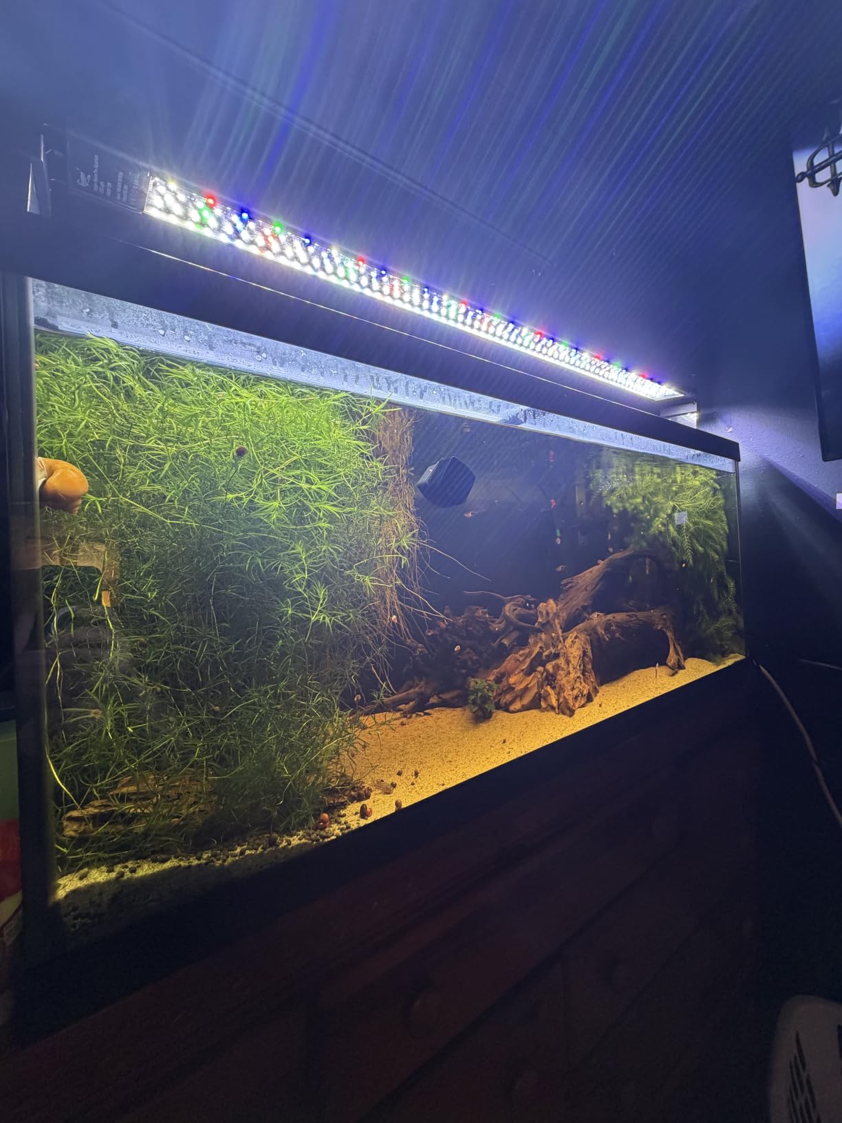 hygger Aquarium Programmable LED Light, for 48~55in Long Full Spectrum Plant Fish Tank Light with LCD Setting Display, 7 Colors, Sunrise Sunset Moon and DIY Mode, for Novices Advanced Players customer photo 1