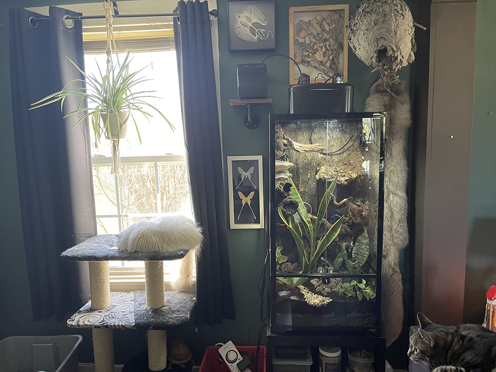 WACOOL 50 Gallon Reptile Tank, Front Opening Chameleon Cage 18