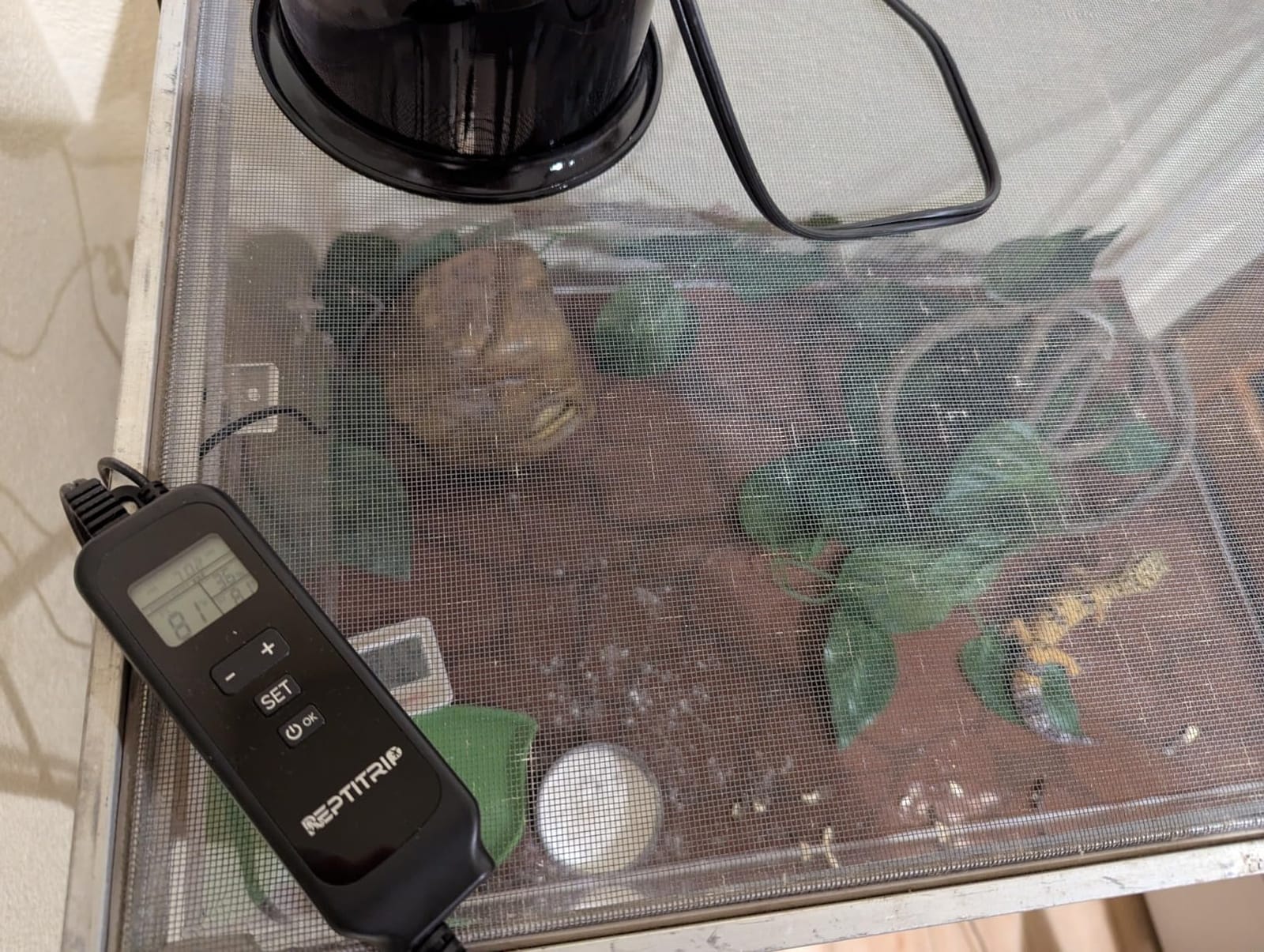 Reptile Thermostat, Dimming Thermostat with 1-24H Timer Setting customer photo 2