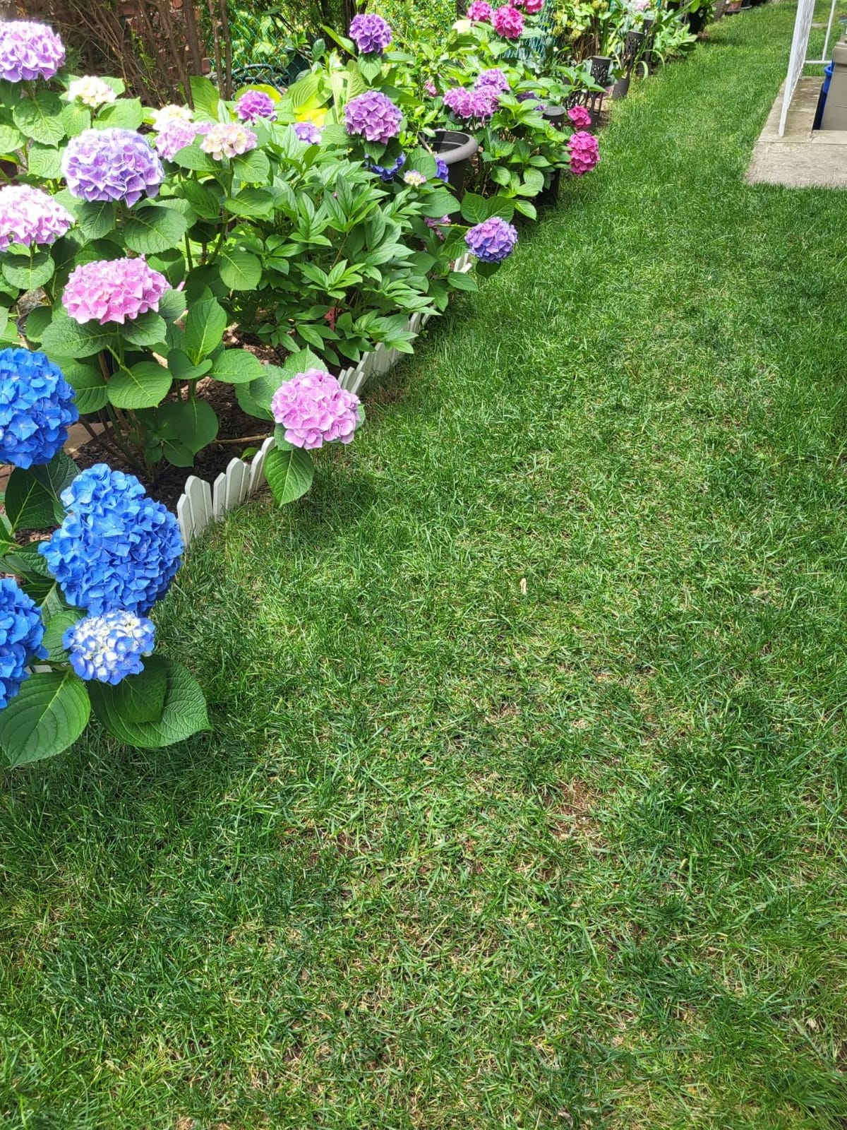 Colwelt Aerator Lawn Tool, Manual Lawn Grass Aerator with Rugged Wide Spike customer photo 2