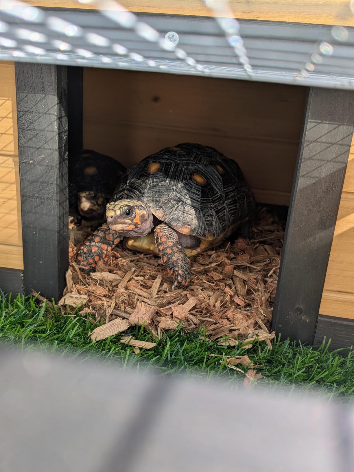 3-Room Large Tortoise Habitat with Pull-Out Tray, Wooden Reptile Enclosure Indoor & Outdoor with Ramp, Grass Mat, Openable Roof, Reptile Cage for Small Animals, Luxurious Tortoise House Villa, Gray customer photo 2