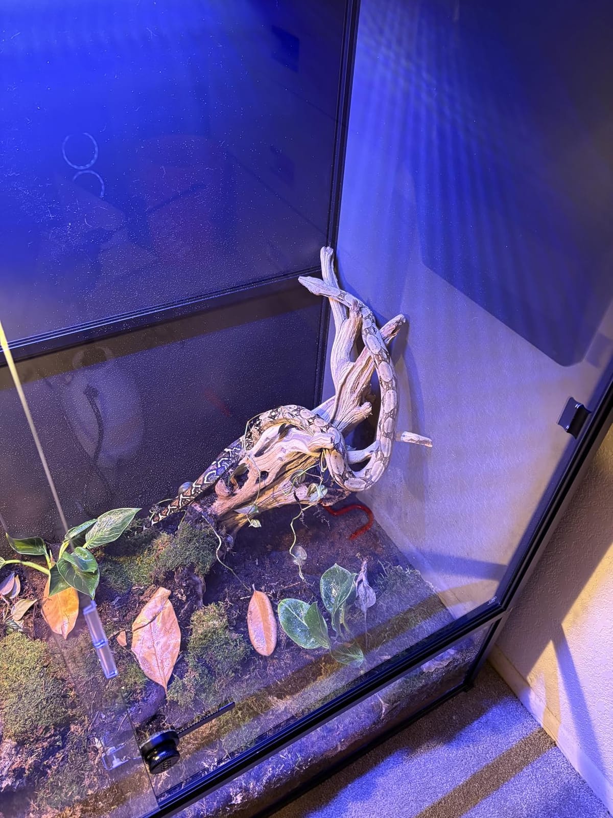 Reptile Tank 120 Gallon, 48