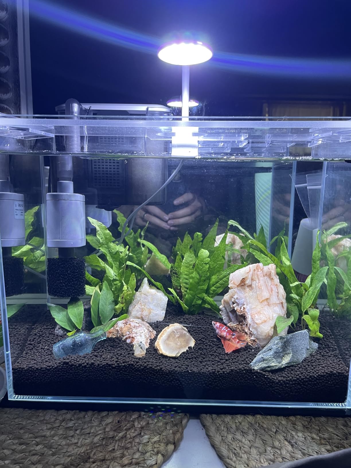 Vimvins 3 Gallon Glass Small Fish Tank, Betta Fish Tank Starter Kit with Filter, Lights,Lid. customer photo 1