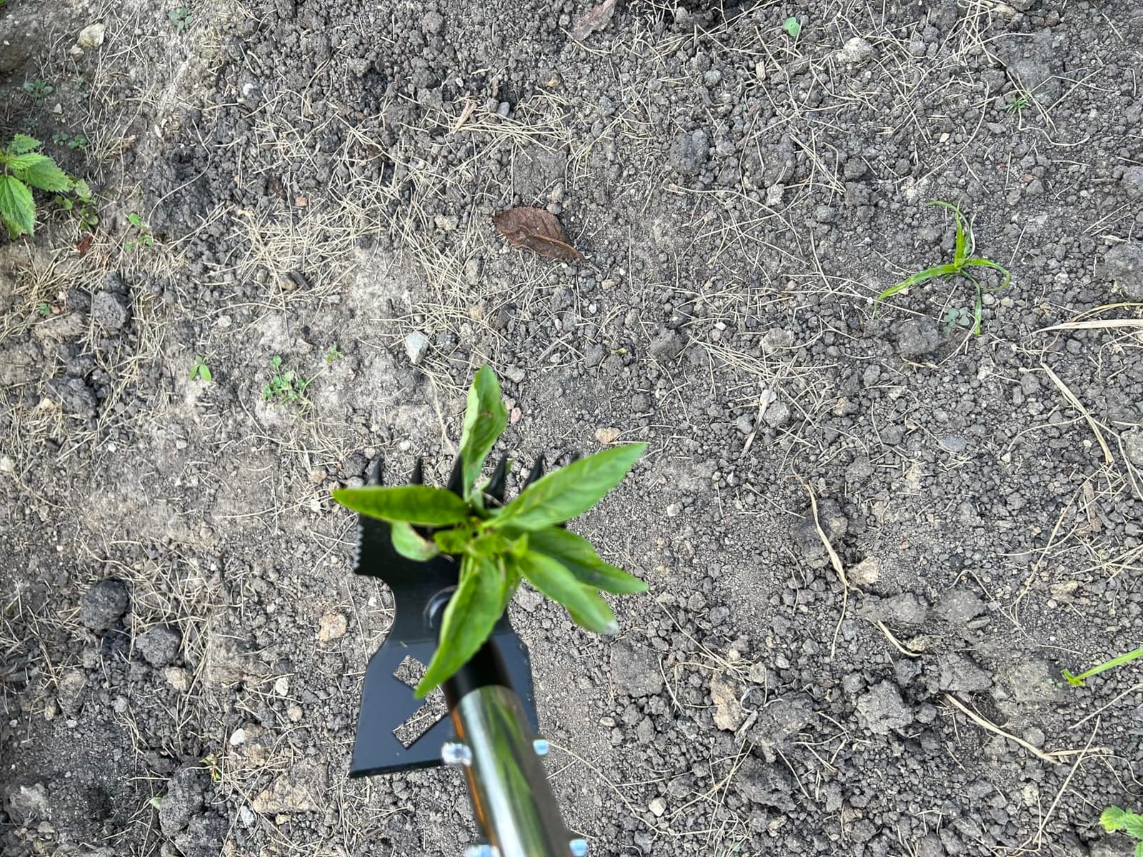 Weed Puller Tool with Long Handle, 60